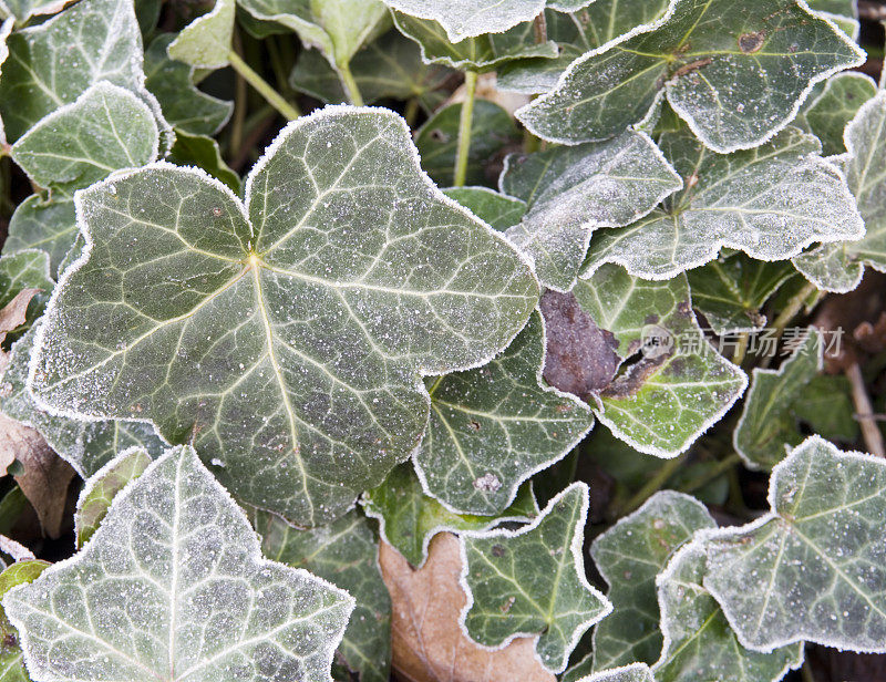 霜藤叶(Hedera helix)